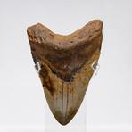 Fossil Megalodon Tooth + Acrylic Box // 5.5" v.8