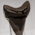 Fossil Megalodon Tooth + Acrylic Box // 5" v.1