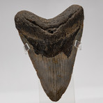 Fossil Megalodon Tooth + Acrylic Box // 5.5" v.5