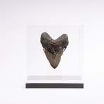 Fossil Megalodon Tooth + Acrylic Box // 5" v.3