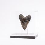 Fossil Megalodon Tooth + Acrylic Box // 5" v.3