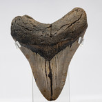 Fossil Megalodon Tooth + Acrylic Box // 5.5" v.7