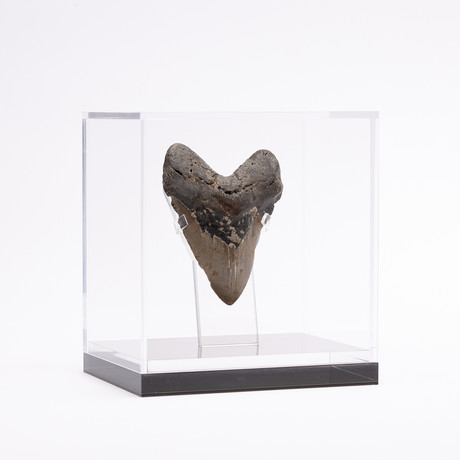 Fossil Megalodon Tooth + Acrylic Box // 5" v.3