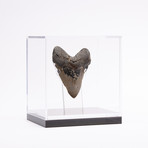 Fossil Megalodon Tooth + Acrylic Box // 5" v.3