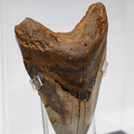 Fossil Megalodon Tooth + Acrylic Box // 5.5" v.8