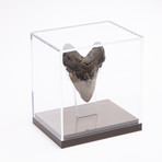 Fossil Megalodon Tooth + Acrylic Box // 5" v.3