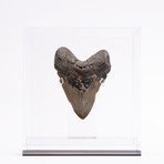 Fossil Megalodon Tooth + Acrylic Box // 5" v.3