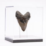 Fossil Megalodon Tooth + Acrylic Box // 5" v.3