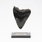 Fossil Megalodon Tooth + Acrylic Stand // 4.5" v.5