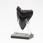 Fossil Megalodon Tooth + Acrylic Stand // 4.5" v.5