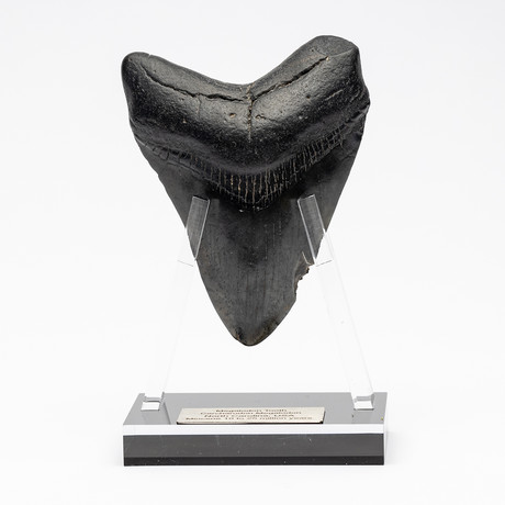 Fossil Megalodon Tooth + Acrylic Stand // 4.5" v.4