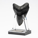 Fossil Megalodon Tooth + Acrylic Stand // 4.5" v.4