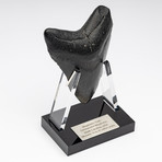 Fossil Megalodon Tooth + Acrylic Stand // 4.5" v.4