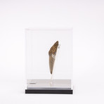 Fossil Megalodon Tooth + Acrylic Box // 5.75" v.2