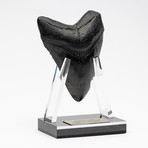 Fossil Megalodon Tooth + Acrylic Stand // 4.5" v.4