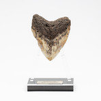 Fossil Megalodon Tooth + Acrylic Stand // 4.5" v.1