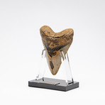 Fossil Megalodon Tooth + Acrylic Stand // 5.5"