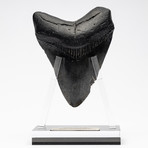 Fossil Megalodon Tooth + Acrylic Stand // 4.5" v.4