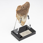 Fossil Megalodon Tooth + Acrylic Stand // 4.5" v.3