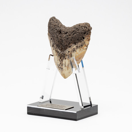 Fossil Megalodon Tooth + Acrylic Stand // 4.5" v.1