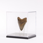 Fossil Megalodon Tooth + Acrylic Box // 5.75" v.2