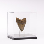 Fossil Megalodon Tooth + Acrylic Box // 5.75" v.2