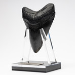 Fossil Megalodon Tooth + Acrylic Stand // 4.5" v.4