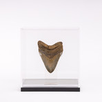 Fossil Megalodon Tooth + Acrylic Box // 5.75" v.2