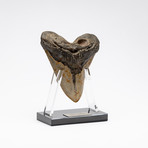 Fossil Megalodon Tooth + Acrylic Stand // 5.75" v.1