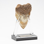 Fossil Megalodon Tooth + Acrylic Stand // 4.5" v.3