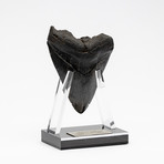 Fossil Megalodon Tooth + Acrylic Stand // 4.5" v.5