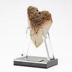 Fossil Megalodon Tooth + Acrylic Stand // 4.5" v.2