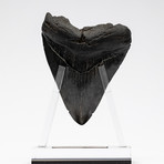 Fossil Megalodon Tooth + Acrylic Stand // 4.5" v.5