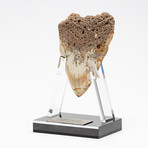 Fossil Megalodon Tooth + Acrylic Stand // 4.5" v.3