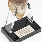 Fossil Megalodon Tooth + Acrylic Stand // 4.5" v.3