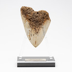 Fossil Megalodon Tooth + Acrylic Stand // 4.5" v.2