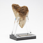 Fossil Megalodon Tooth + Acrylic Stand // 4.5" v.2