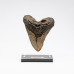 Fossil Megalodon Tooth + Acrylic Stand // 5.75" v.1