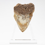 Fossil Megalodon Tooth + Acrylic Stand // 4.5" v.3