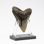 Fossil Megalodon Tooth + Acrylic Stand // 5.75" v.2