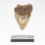 Fossil Megalodon Tooth + Acrylic Stand // 4.5" v.3