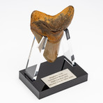 Fossil Megalodon Tooth + Acrylic Stand // 4.5" v.6