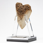 Fossil Megalodon Tooth + Acrylic Stand // 4.5" v.2