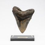 Fossil Megalodon Tooth + Acrylic Stand // 5.75" v.2