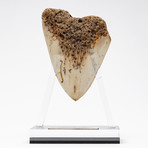 Fossil Megalodon Tooth + Acrylic Stand // 4.5" v.2