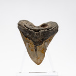 Fossil Megalodon Tooth + Acrylic Stand // 5.75" v.1