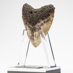 Fossil Megalodon Tooth + Acrylic Stand // 4.5" v.1