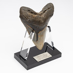 Fossil Megalodon Tooth + Acrylic Stand // 5.75" v.2