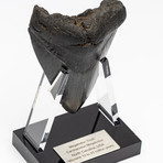 Fossil Megalodon Tooth + Acrylic Stand // 4.5" v.5