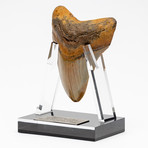 Fossil Megalodon Tooth + Acrylic Stand // 4.5" v.6